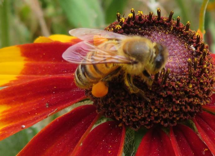 Bijvriendelijke plant
