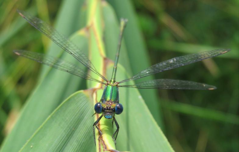 Liefde op het eerste gezicht
