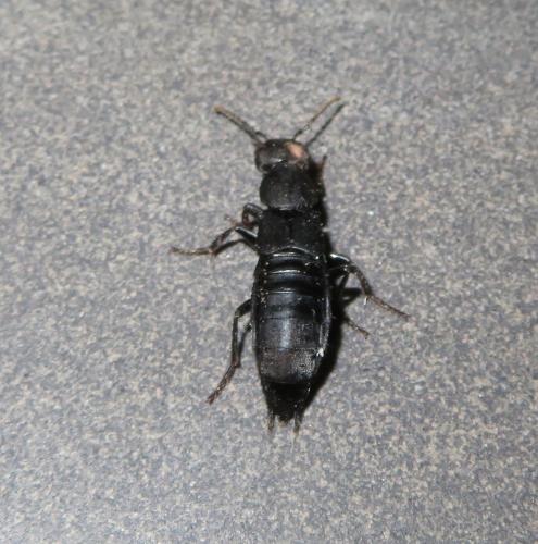 Stinkende kortschildkever