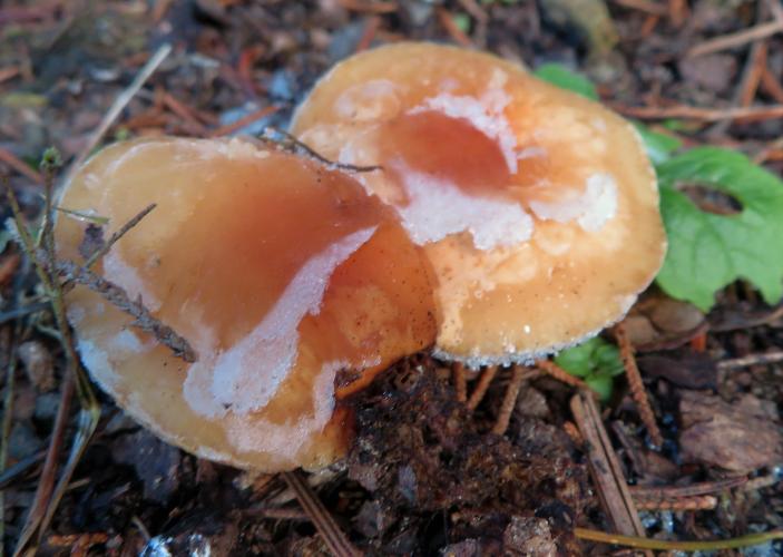 Vorstige paddenstoelen