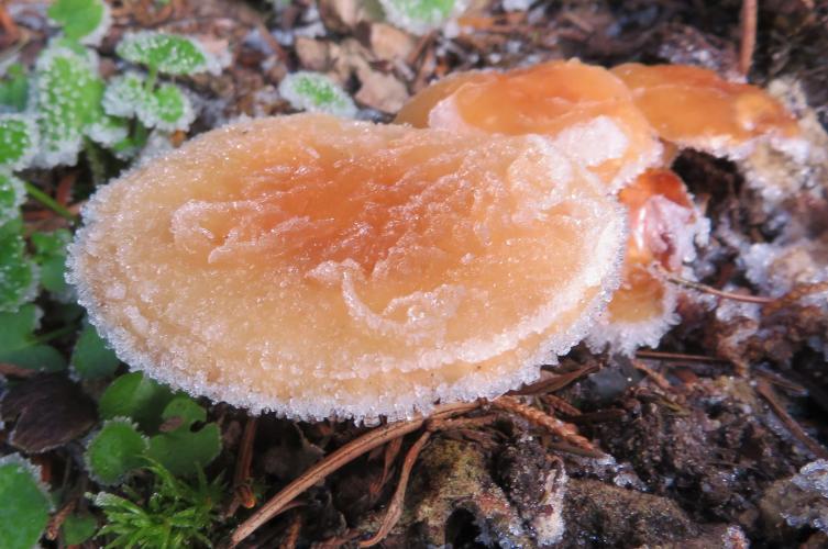 Vorstige paddenstoelen
