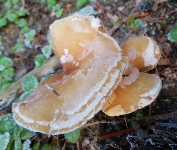 Vorstige paddenstoelen