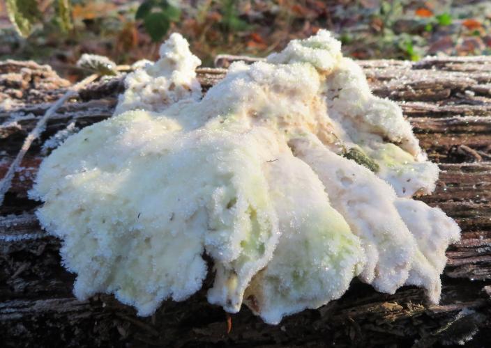 Vorstige paddenstoelen