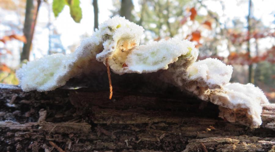 Vorstige paddenstoelen