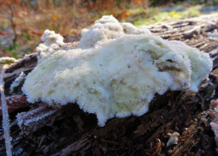 Vorstige paddenstoelen