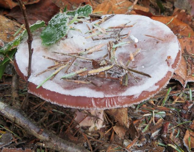 Vorstige paddenstoelen