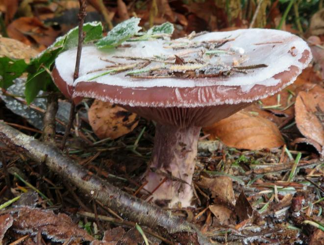 Vorstige paddenstoelen
