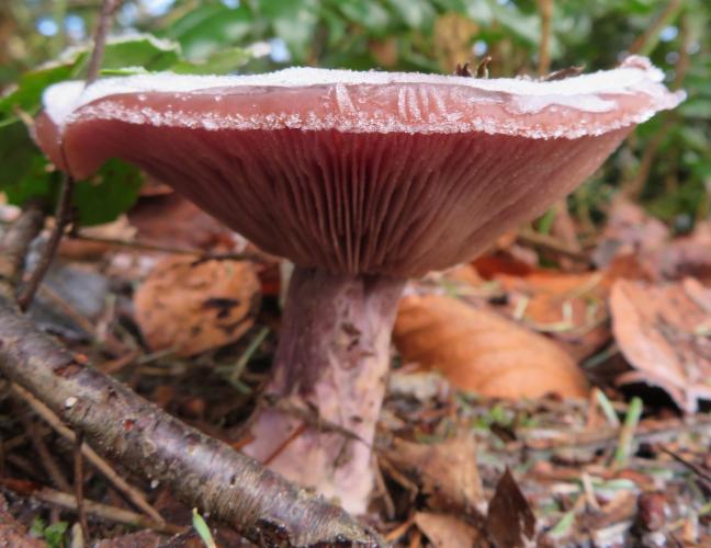Vorstige paddenstoelen