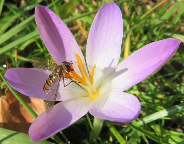 Bloeiende krokus met snorzweefvlieg