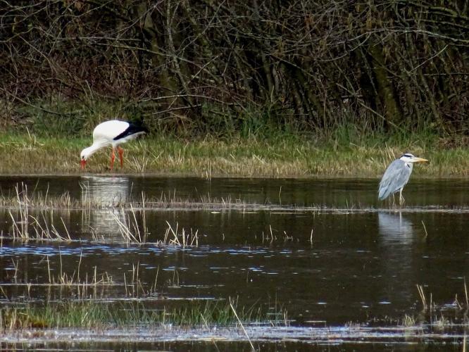 De ooievaar en de reiger