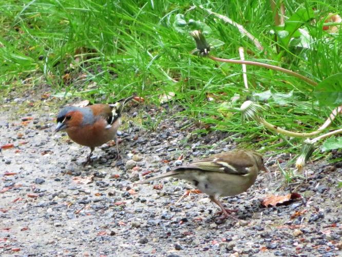 Meneer en mevrouw vink