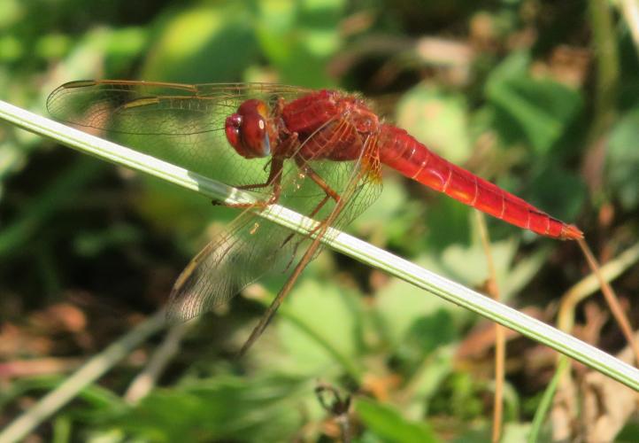 Vuurlibel