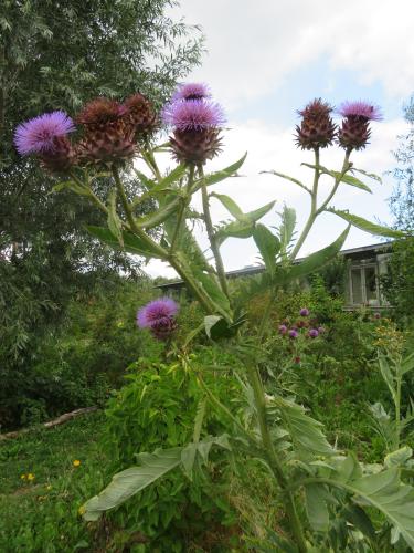 Kardoen met een harige bewonderaar
