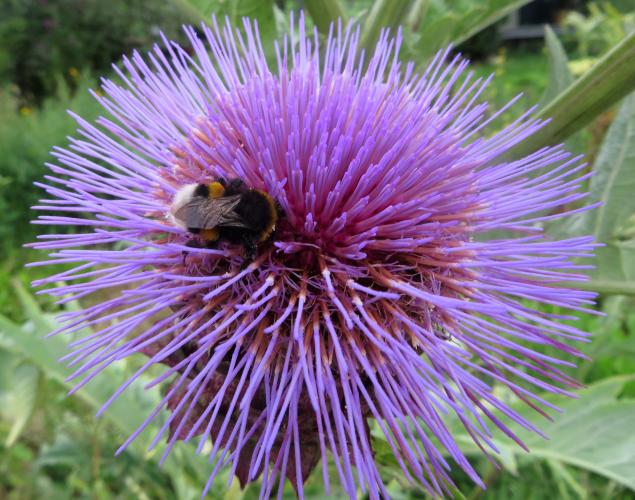 Kardoen met een harige bewonderaar