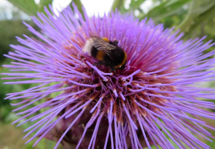 Kardoen met een harige bewonderaar
