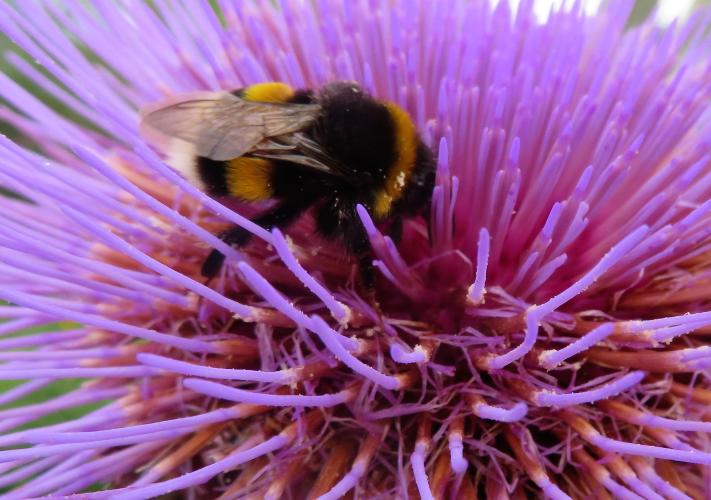 Kardoen met een harige bewonderaar