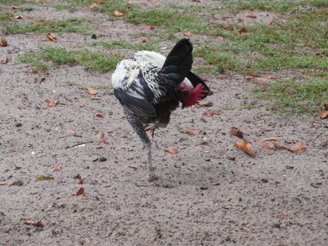 Ondertussen op de kinderboerderij