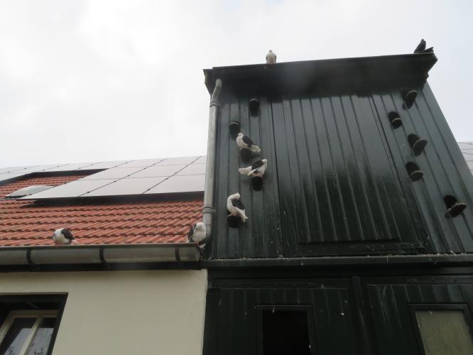 Ondertussen op de kinderboerderij