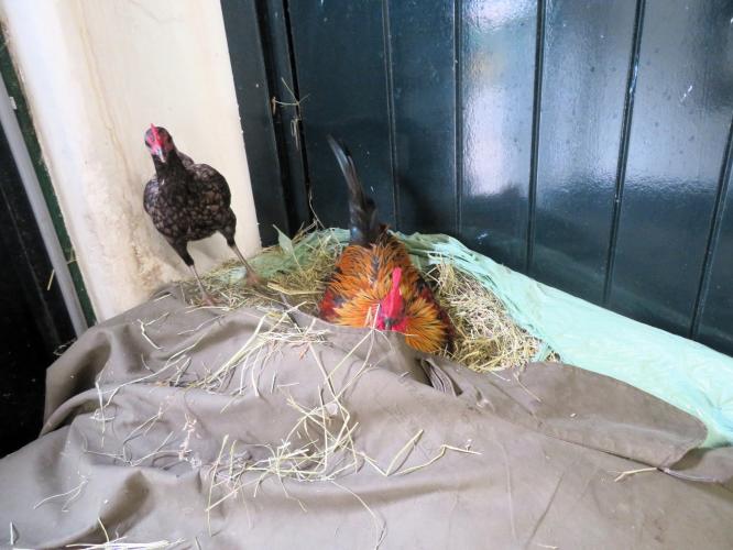 Ondertussen op de kinderboerderij