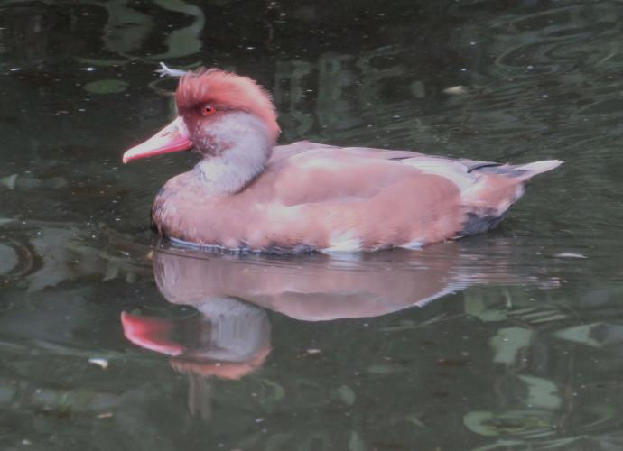Ondertussen op de kinderboerderij