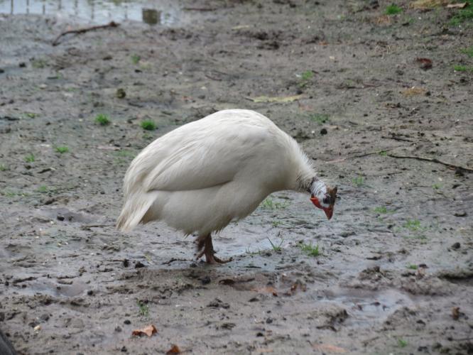 Ondertussen op de kinderboerderij