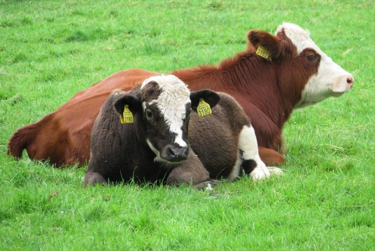 Ondertussen op de kinderboerderij