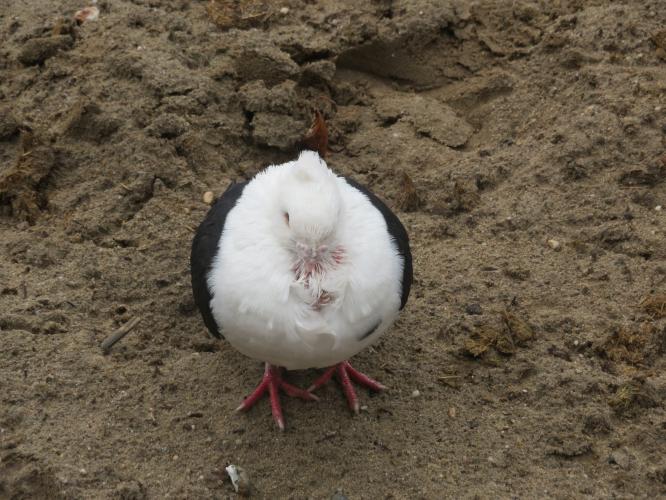 Ondertussen op de kinderboerderij