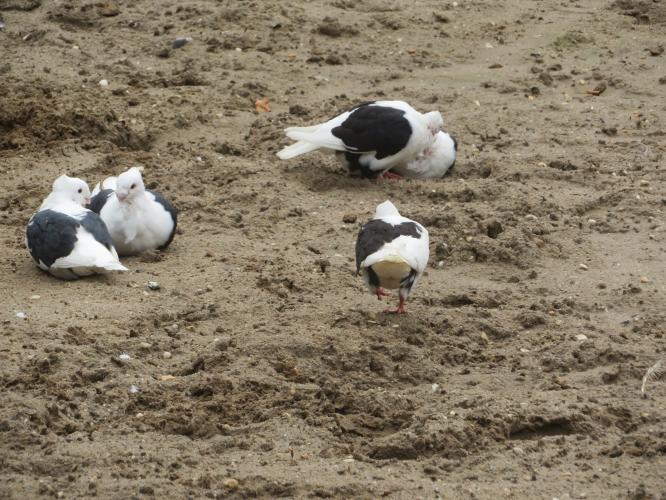 Ondertussen op de kinderboerderij