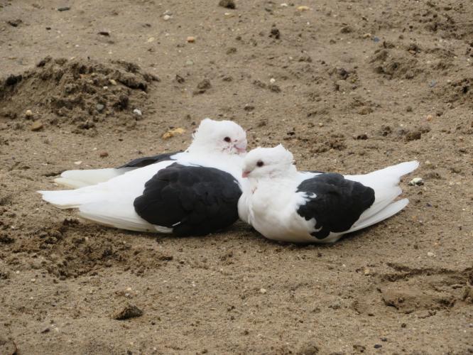 Ondertussen op de kinderboerderij