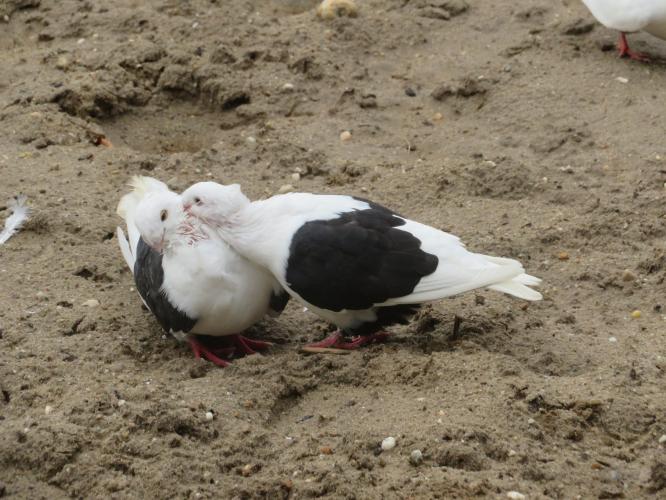 Ondertussen op de kinderboerderij