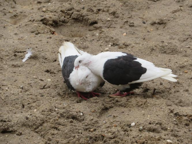 Ondertussen op de kinderboerderij