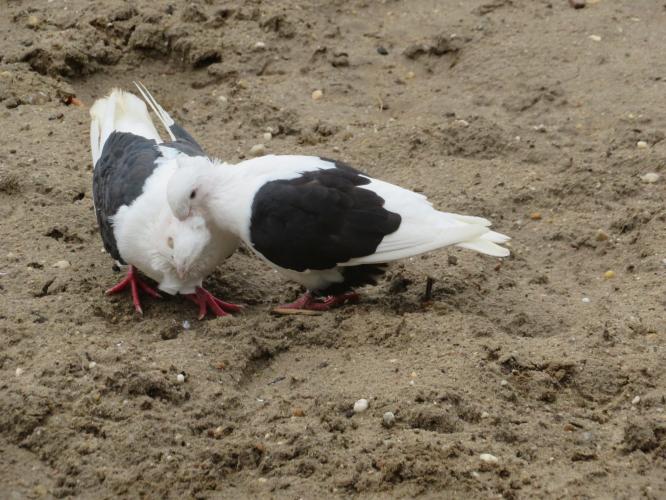 Ondertussen op de kinderboerderij