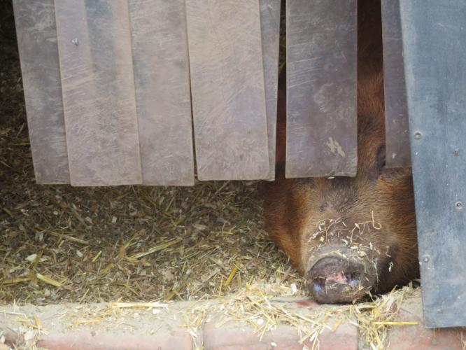 Ondertussen op de kinderboerderij