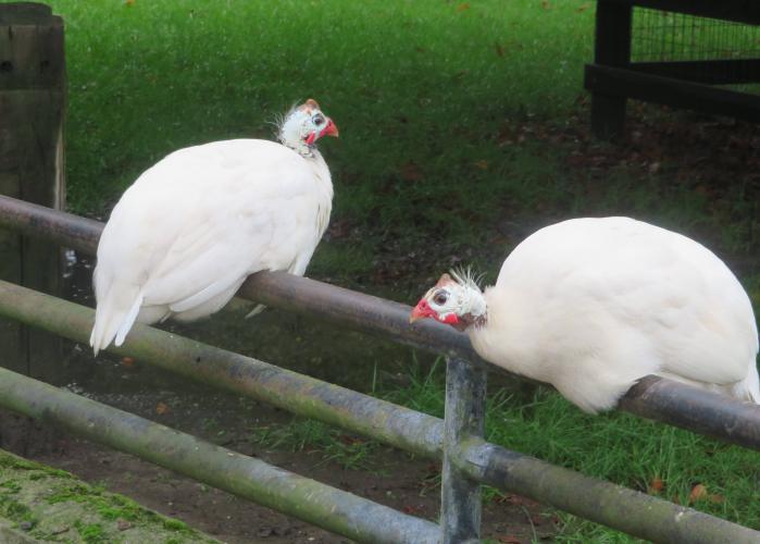 Ondertussen op de kinderboerderij