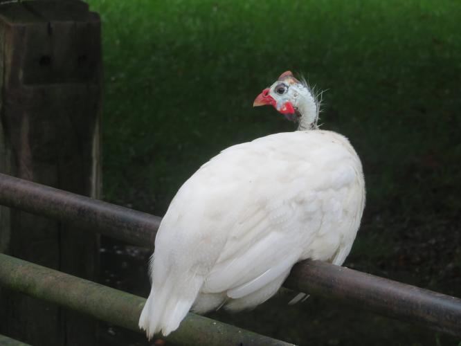 Ondertussen op de kinderboerderij