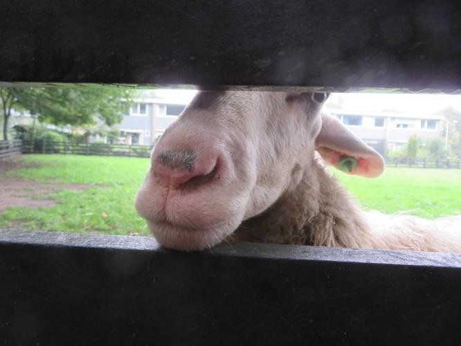 Ondertussen op de kinderboerderij