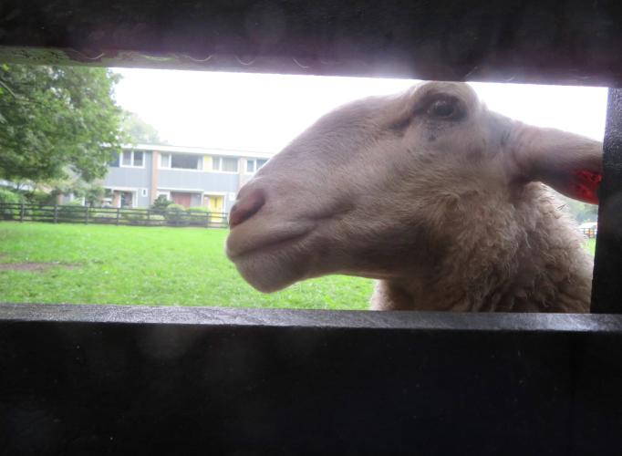 Ondertussen op de kinderboerderij