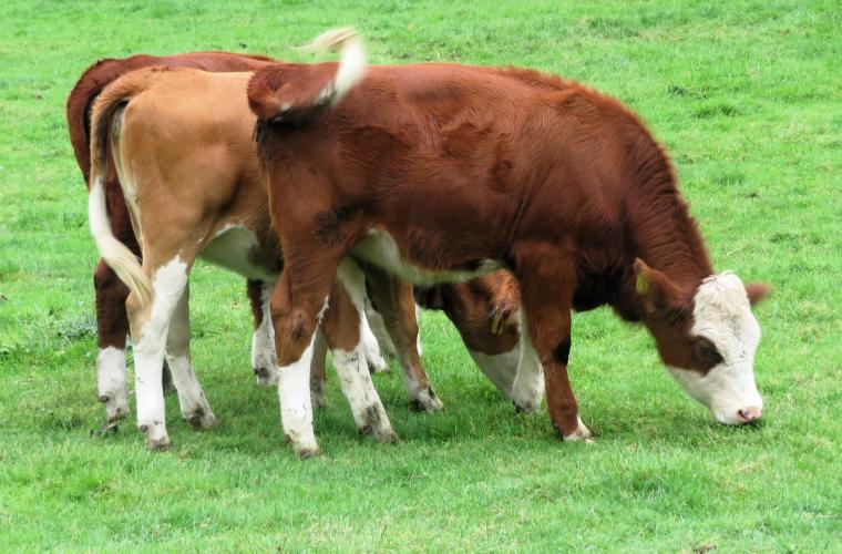 Ondertussen op de kinderboerderij
