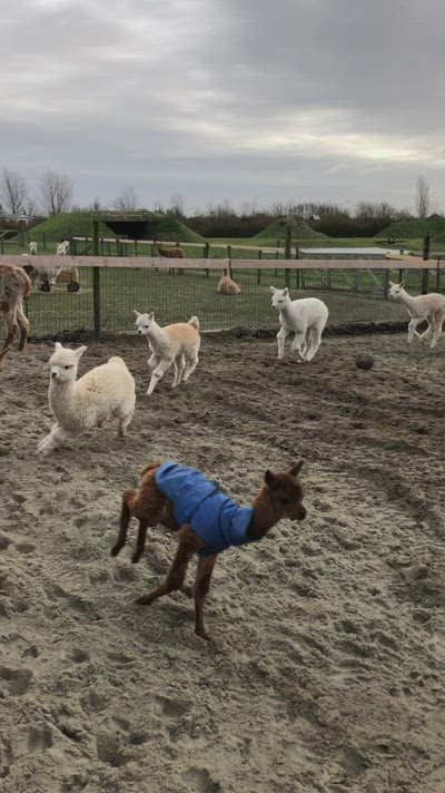 Running alpaca cria
