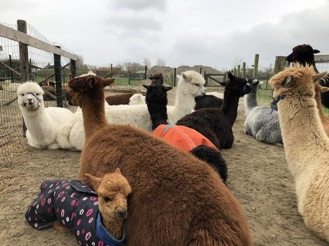 Rest at the alpacas