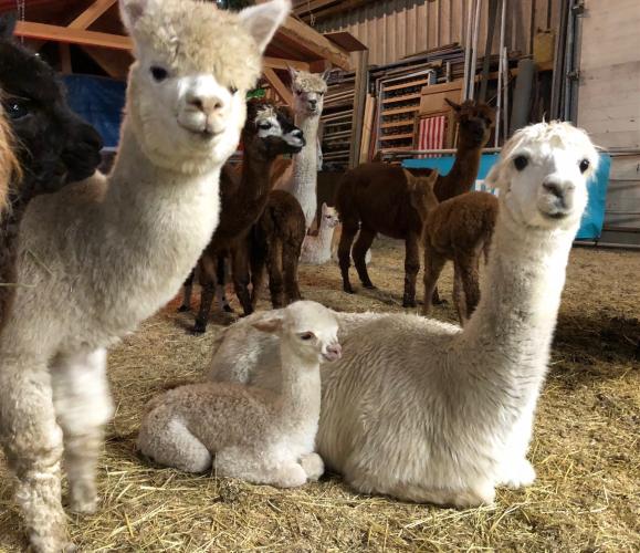 Hoeveel kopjes zie jij?