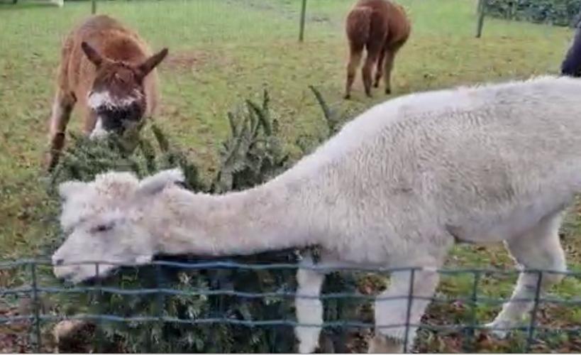 Wat te doen met je kerstboom?