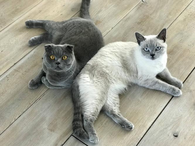 Vriendjes voor het leven miauwww