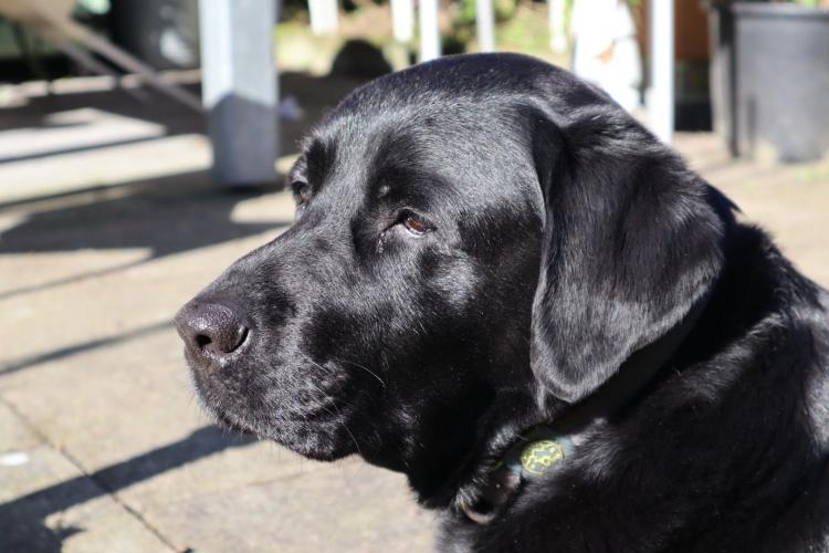 Boots - van hulphond naar huishond