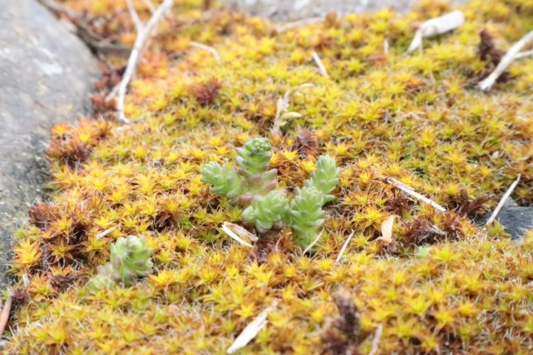 Beautiful details of nature