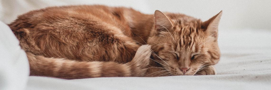 Karmel Kitten: A Comprehensive Guide