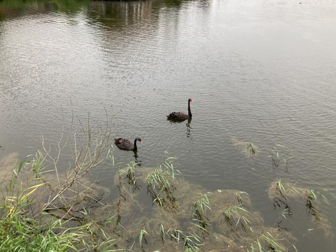Van één zwarte zwaan naar twee 