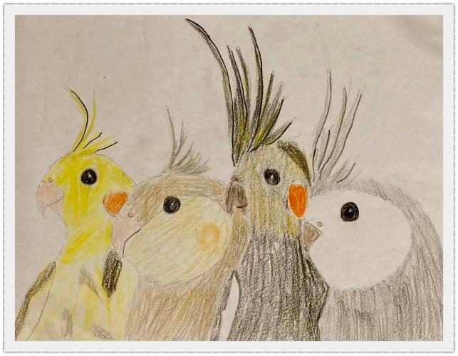 Tekening valkparkieten 