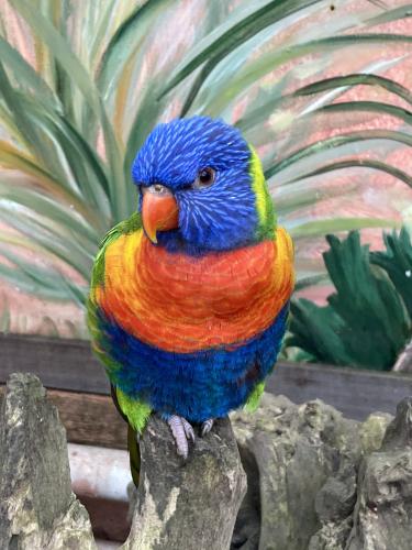 Lori met zijn prachtige kleuren 