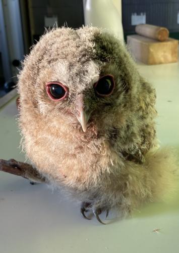 Young tawny owl